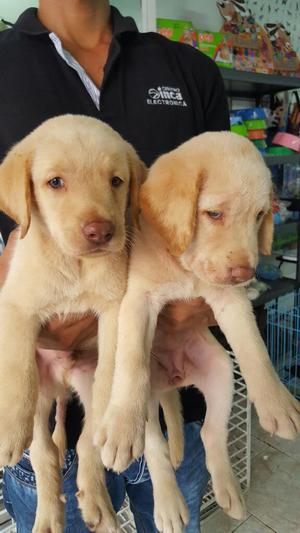 Labradores Machos Y Hembras