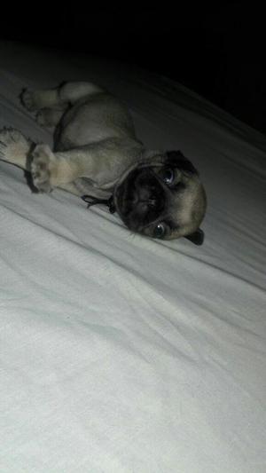 Pug Carlino Cachorro