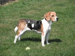 Quiero Adoptar un Cachorro Beagle