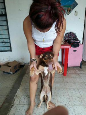 Vendo Cachorra de Raza