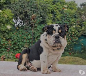  - FERIA DEL BULLDOG EN EL CRIADERO NUTIBARA