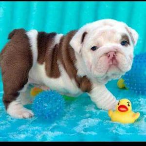 Hermoso Cachorro Bulldog Inglés