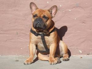 Papas De Bulldog Frances Fawn Red