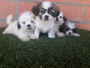 Shih Tzu Hembras