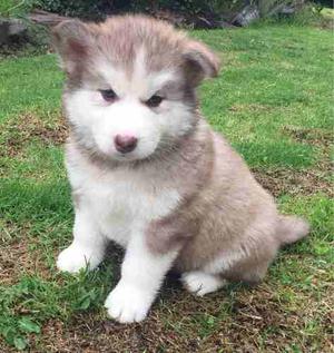 Siberian Husky