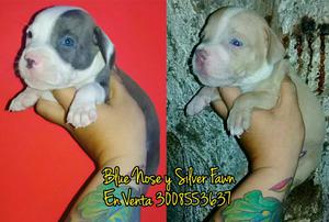 Blue Nose Y Silver Fawn