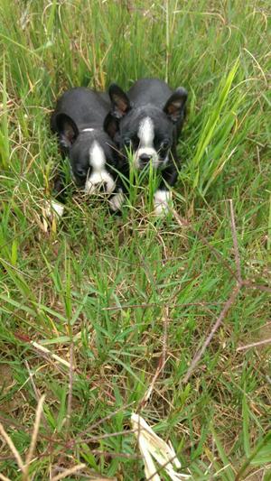 Boston Terrier Disponibles