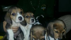 Cachorros Beagles Preciosos Evios