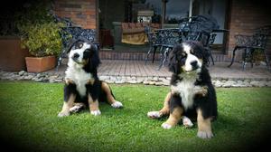 Cachorros Bernés de la Montaña