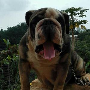 Cachorros Bulldog Ingles Genetica Black