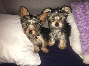 Cachorros yorkies raza pura de pedigree