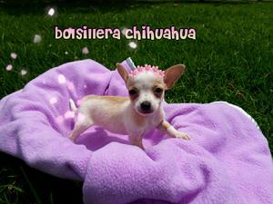 Chihuahua Divinaaaa For Sale Tkp!