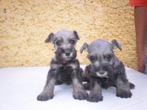 DIVINOS CACHORROS SCHNAUZER