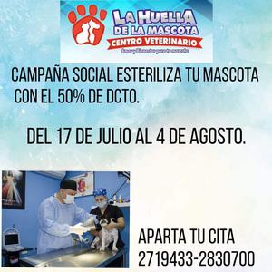 Esterilizar Mascotas