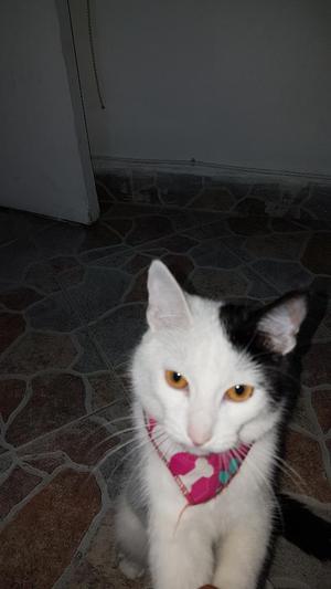 Gato Mascota Felino Hembra Criolla