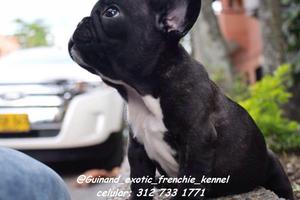Guinand frenchie kennel
