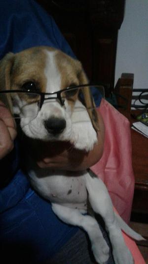 Hermosa Cachorra Beagle Tricolor