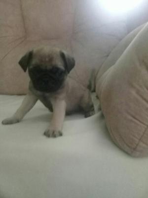 Hermoso Pug Bien Hermoso