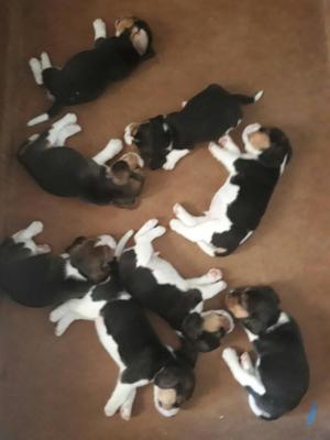 Hermosos Beagle Tricolor a La Venta