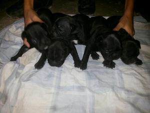 Hermosos Cachorros Bulldog Frances