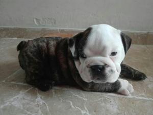 Lindos Cachorros Bull Dog Ingles 100