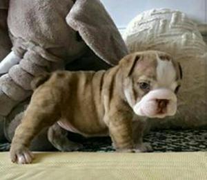 Lindos Perritos Bulldog Ingles Tri