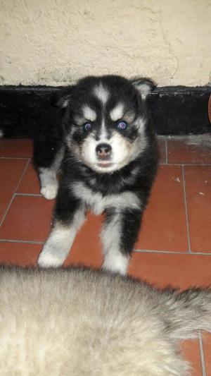 Lobos Machos Huskys Malamute