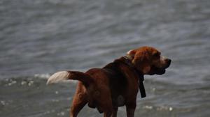 Perro beagle busca perrita beagle para monta