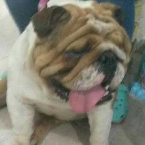 Perros Bulldog Ingles para Monta