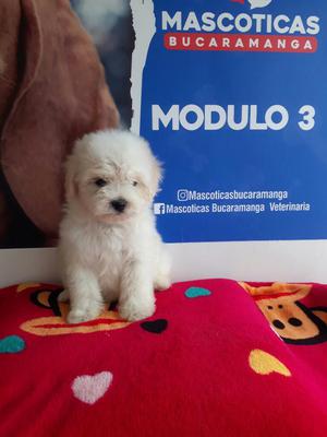 Preciosos French Poodles Mini Toy