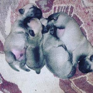 Pug Cachorros