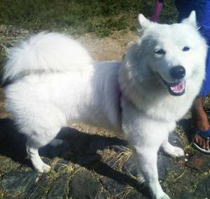 Samoyedo Busca Novio Urgente