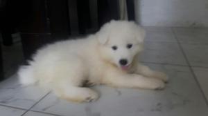 Samoyedos Cachorroa Bellisimos Envios