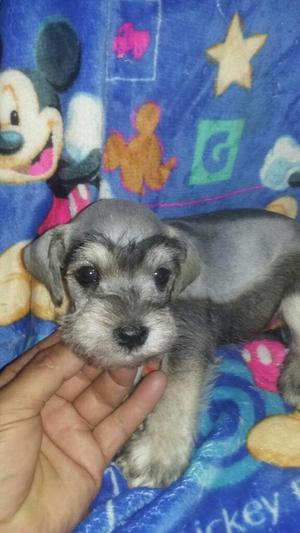 Schnauzer..diego Mascotas