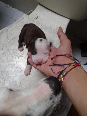 Se Vende Pitbull