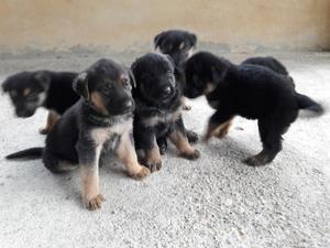 Se Venden Cachorros Pastor Alemán