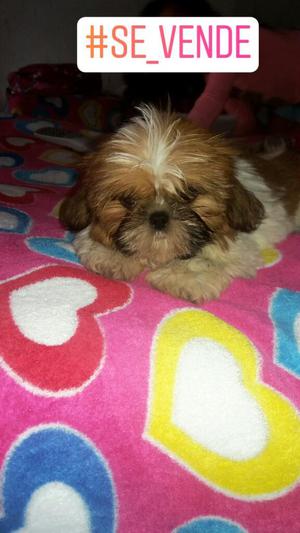 Se Venden Lindos Cachorros Shih Tzu