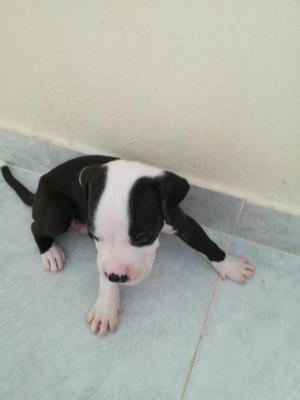 Se Venden Perros Pitbull Info 