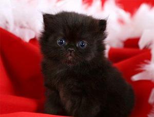 Simpaticos Gatos Persas Negros Hermosos