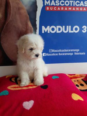 Tiernos French Poodles Mini Toy