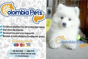 Tiernos Samoyedo Pureza Garantizada