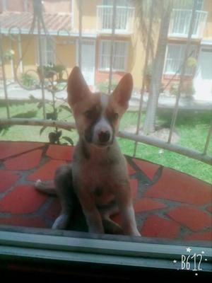 Vendo Cachorra