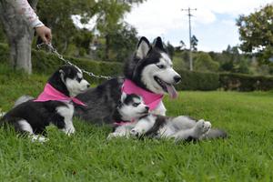 Vendo Cachorras Lobo Alaska Malamute