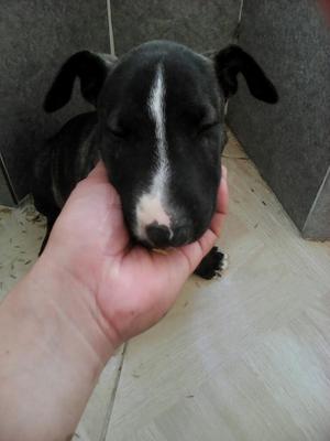 Vendo Cachorro Bull Terrier