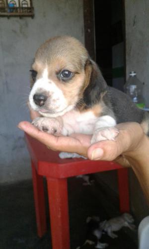 Vendo Cachorros Beagle