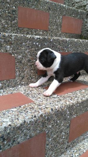 Vendo Cachorros Boston Terrier Hermosos