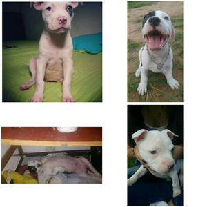 Vendo Cachorros Pitbull Standford