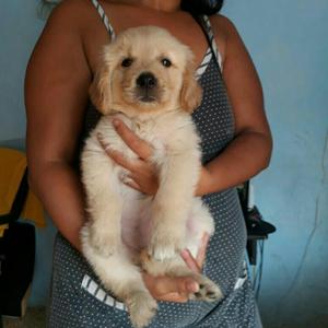 Vendo Espectacular Cachorra Golden