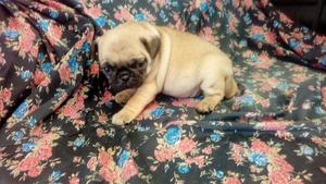 Vendo Hermosa Pug