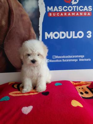 Vendo Hermosos Feench Poodles Mini Toy